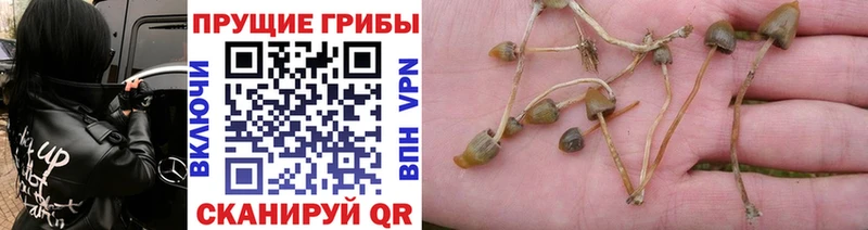 блэк спрут зеркало Алушта Псилоцибиновые грибы мицелий